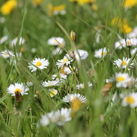 Hardthof - Hürtgenwald