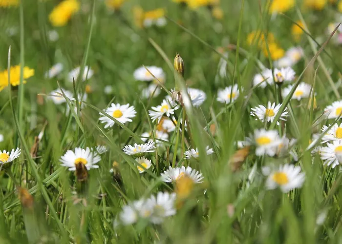 Hardthof - Hürtgenwald
